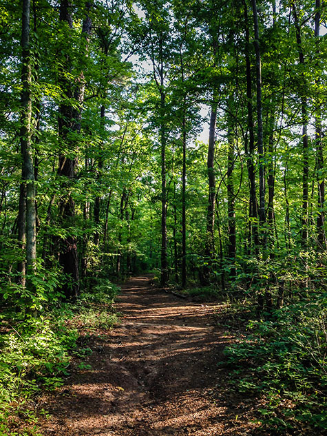 Hiking trail at Caddo Lake State Park