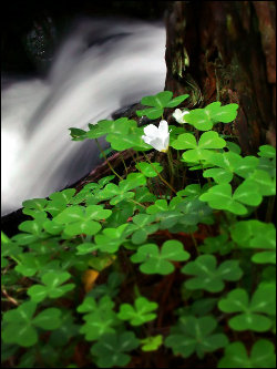 Clovers near a waterfall