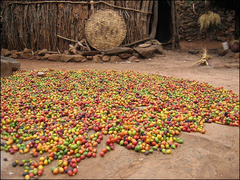 Ethiopian coffee beans.