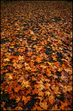 Fallen Leaves