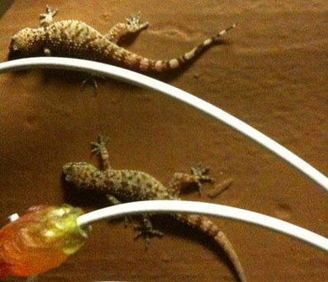 Geckos clinging to the wall.