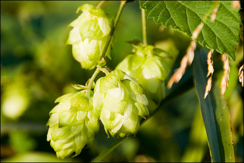 Hops.