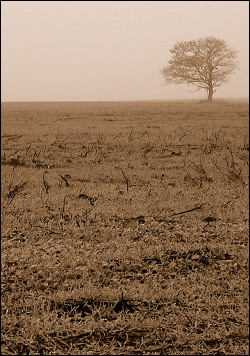 A solitary tree.