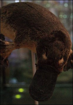 Behold, the platypus!