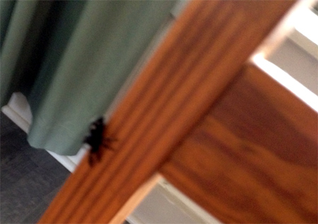 Spider at Cooper Lake State Park.