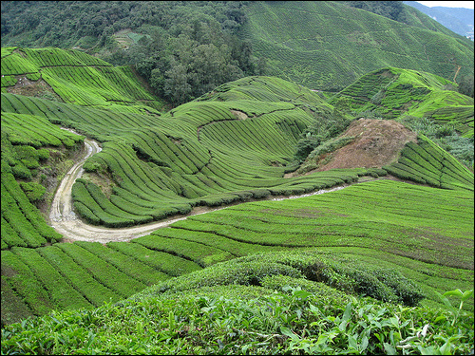 Tea plants.