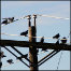 Birds gathering on wires.
