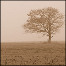 A solitary tree.