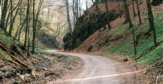 Winding Road in the Woods