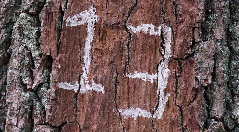 Close-up of tree park. A stripped section, painted in white, reads 13.