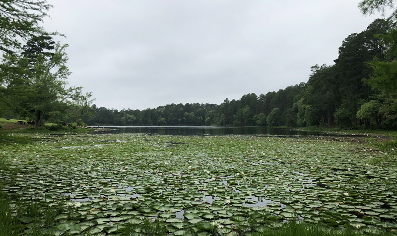 The lake...and lily pads.