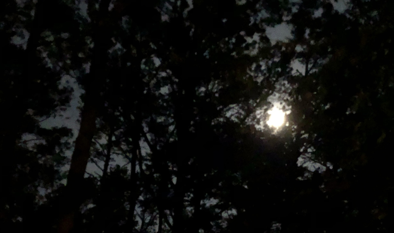 Moon breaking through trees.