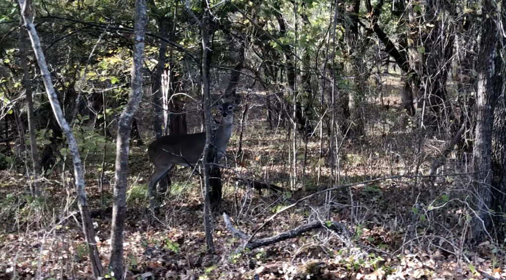 A deer (doe) in the trees.