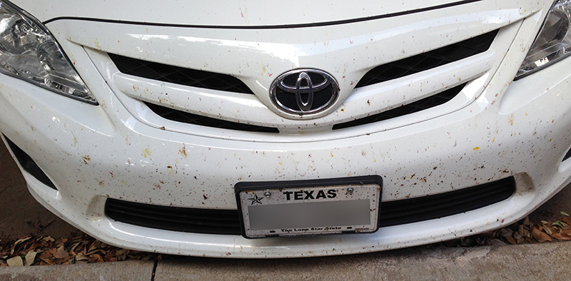 Front of my car covered in dead bugs