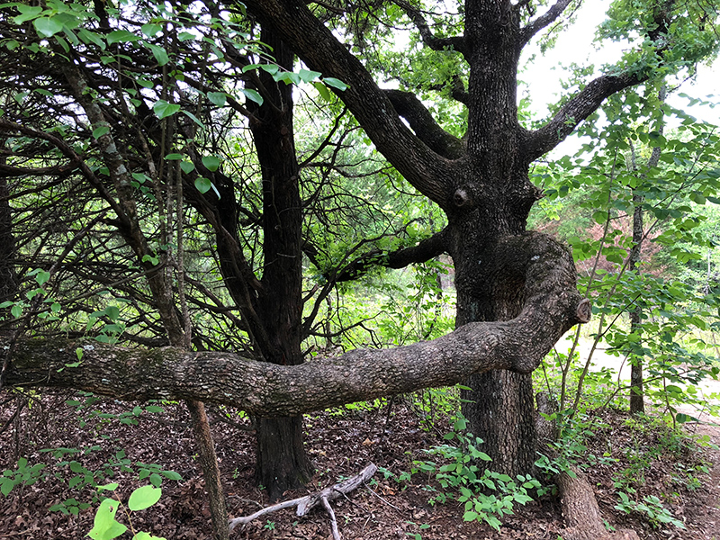 Tree on Coyote Run Trail.