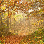Trail in the woods covered in colorful leaves