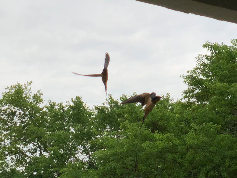 Barn swallows in flight.