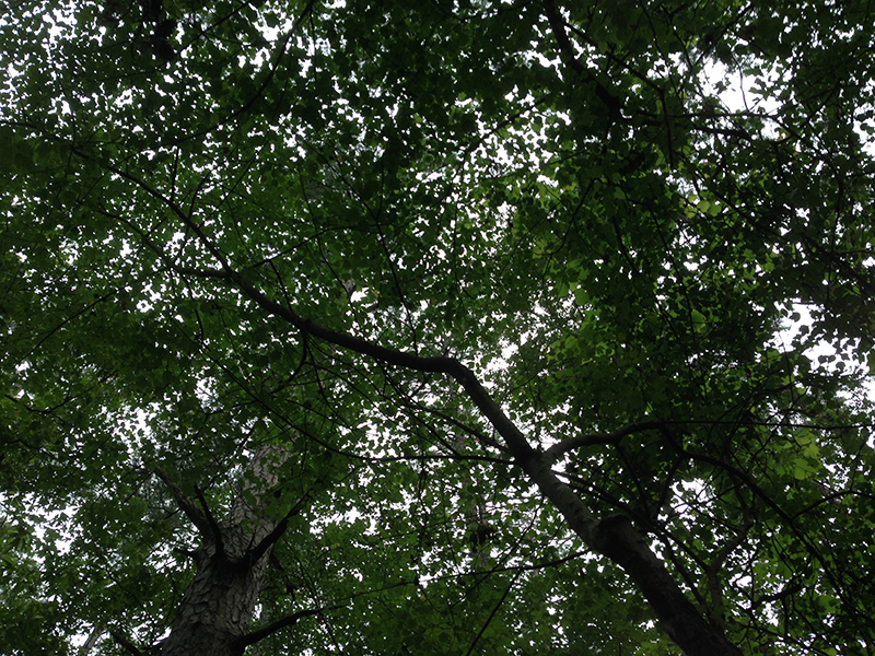 The canopy.