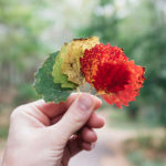 Leaves fanned out in hand, changing from green to yellow to red.