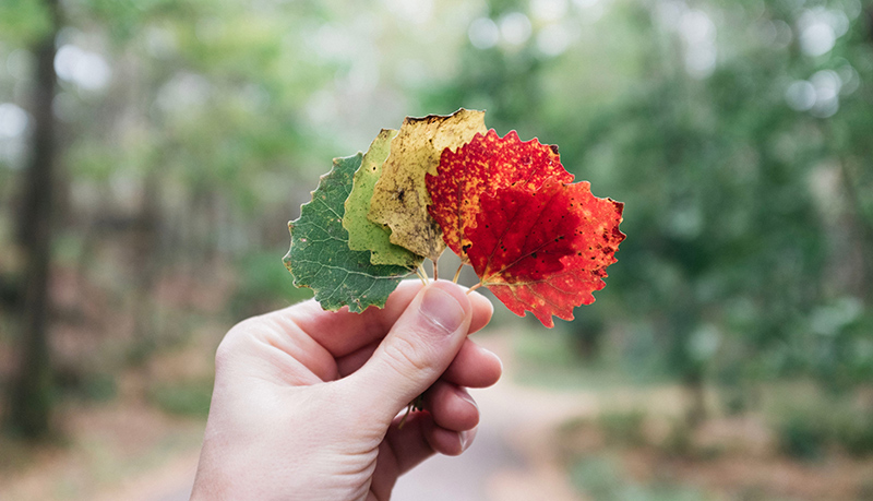 Leaves fanned out in hand, changing from green to yellow to red.