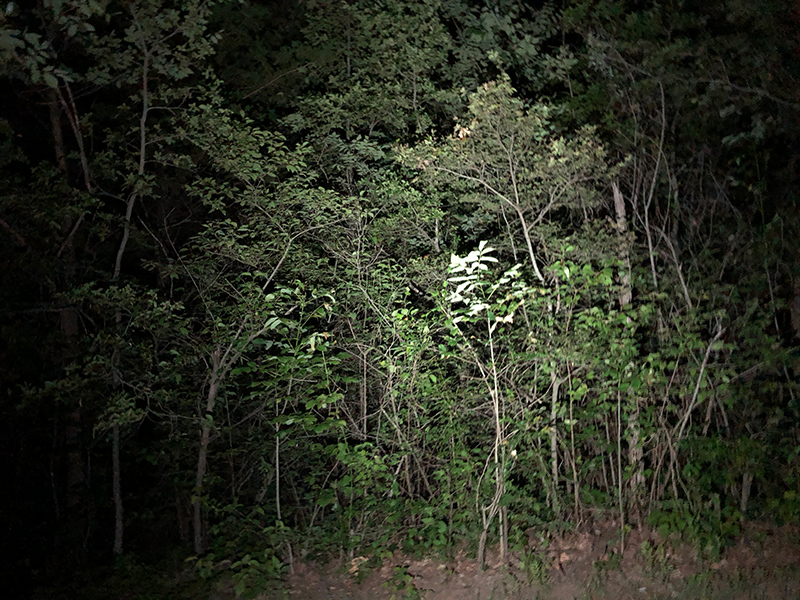 Flashlight against trees.