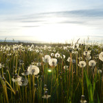 Fluffy dandelions