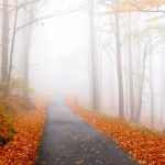 A Trail Into the Fog