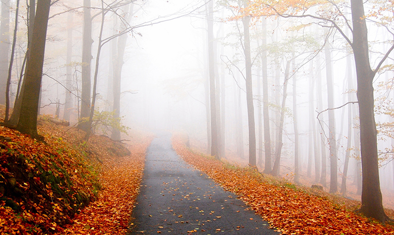 A Trail Into the Fog