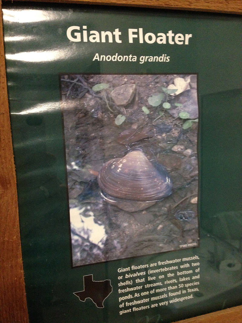 A poster about Giant Floater mussels hung above the toilet!