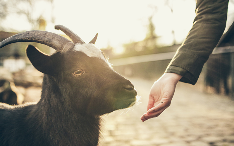 Goat looking at someone's hand