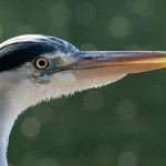 Heron