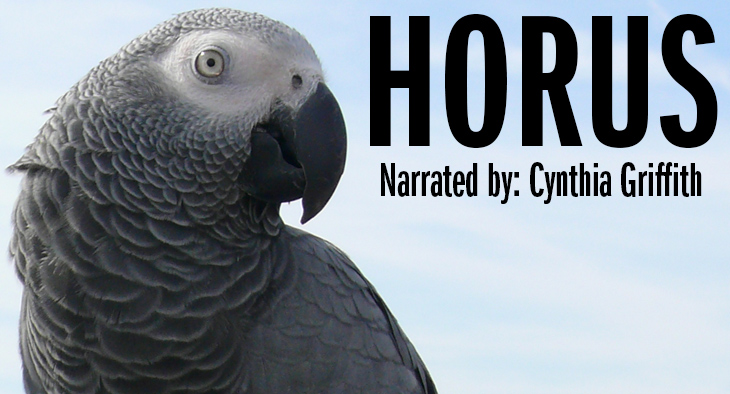 African grey parrot: Horus - Narrated by Cynthia Griffith