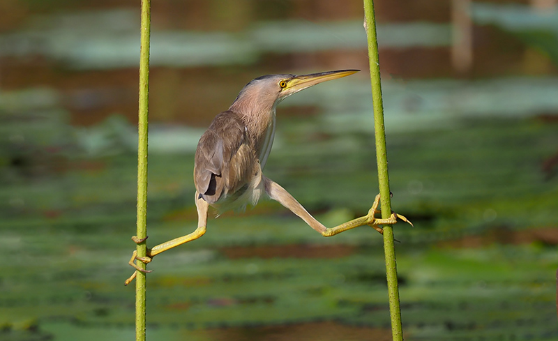 American bittern between two reeds.