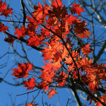 Red maple leaves changing with the season