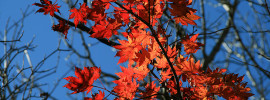 Red maple leaves changing with the season