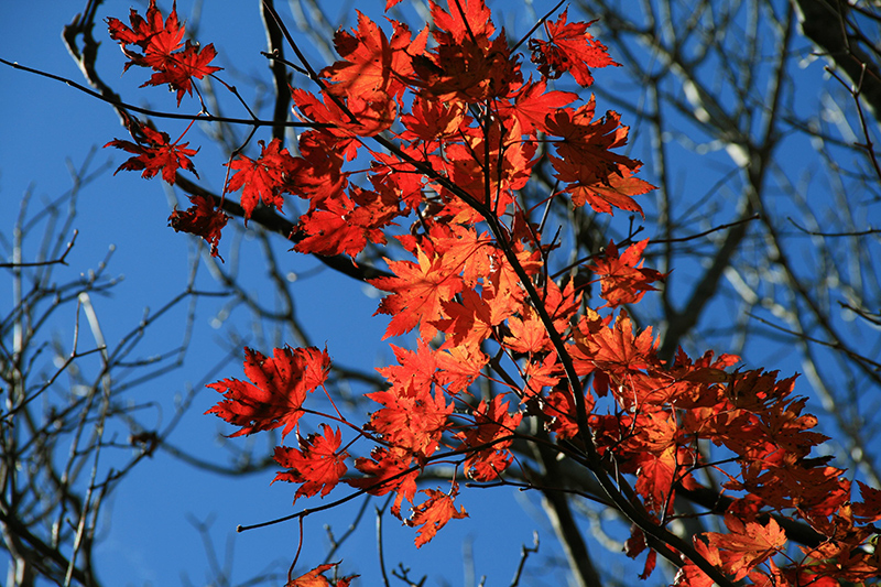 Red maple leaves changing with the season