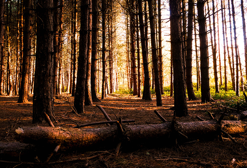 Log in a forest