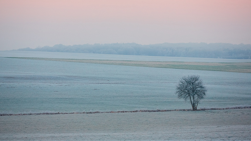 Lone tree near seashore.