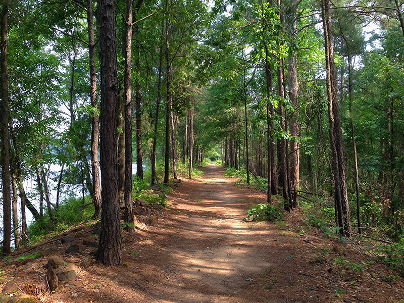 A long trail through the trees