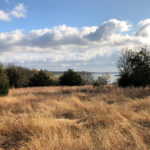 A meadow overlooking Grapevine Lake.