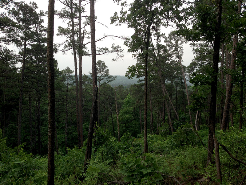 Forest as far as the eye can see...