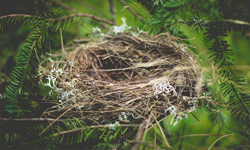 Bird nest in a pine tree.