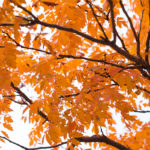 Orange Leaves in Autumn