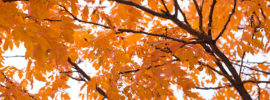 Orange Leaves in Autumn