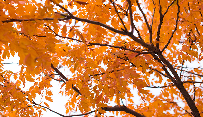 Orange Leaves in Autumn