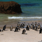Penguins on a Beach