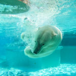 Polar bear diving underwater.