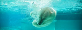 Polar bear diving underwater.