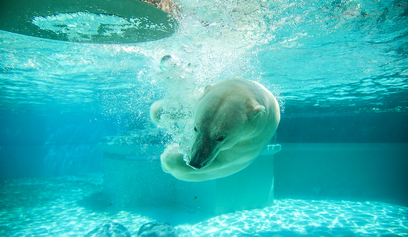 Polar bear diving underwater.