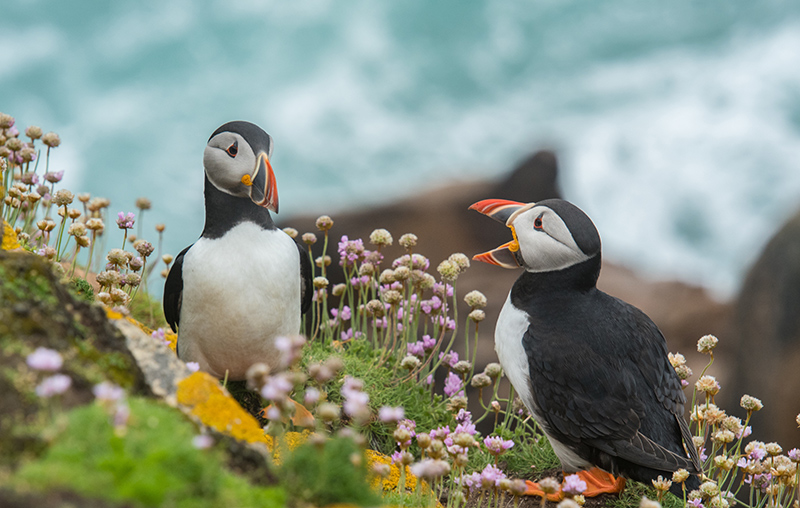Two puffins appearing to chat.